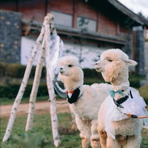 Meet your Posher, Yvonne